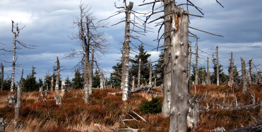 Исчезновение животных