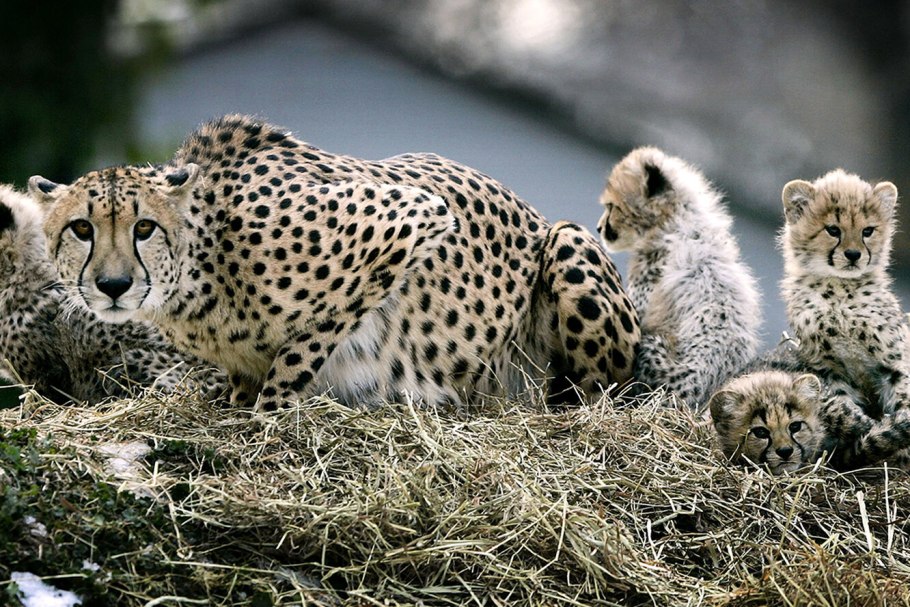 Исчезновение видов животных