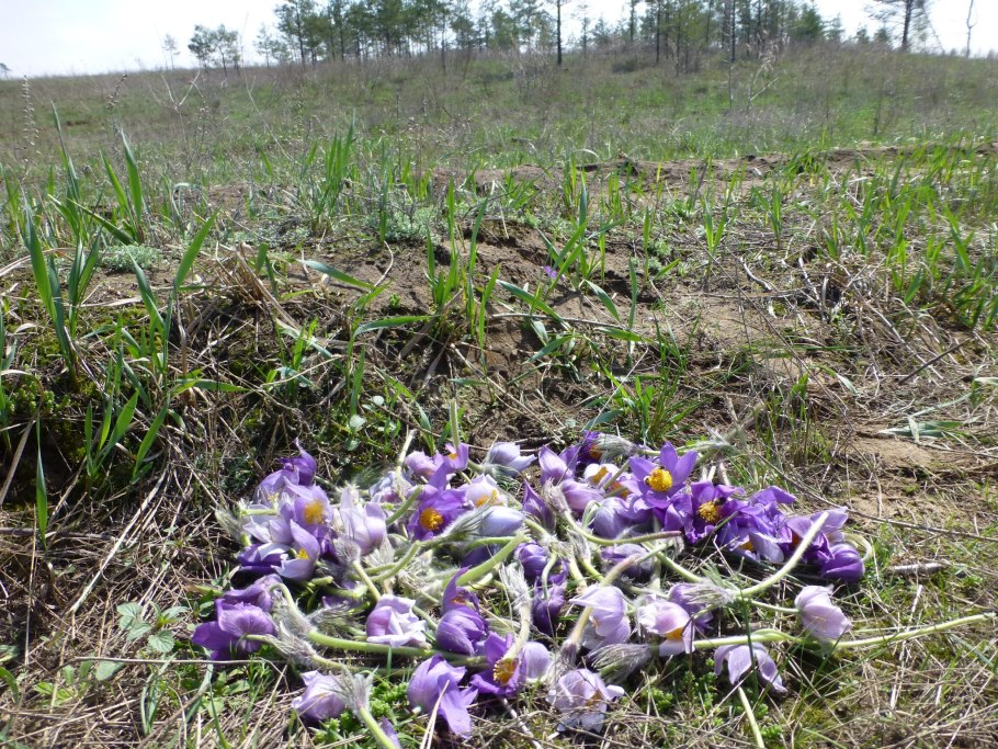 Истребление редких растений