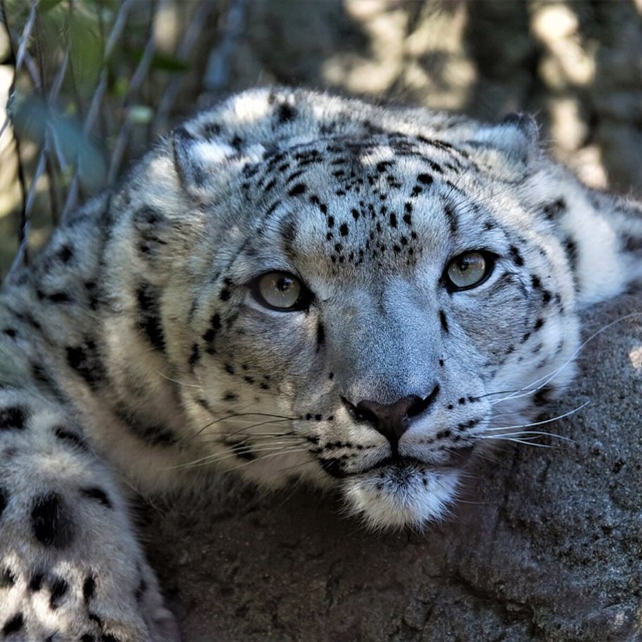 Копеечник зундукский Байкал