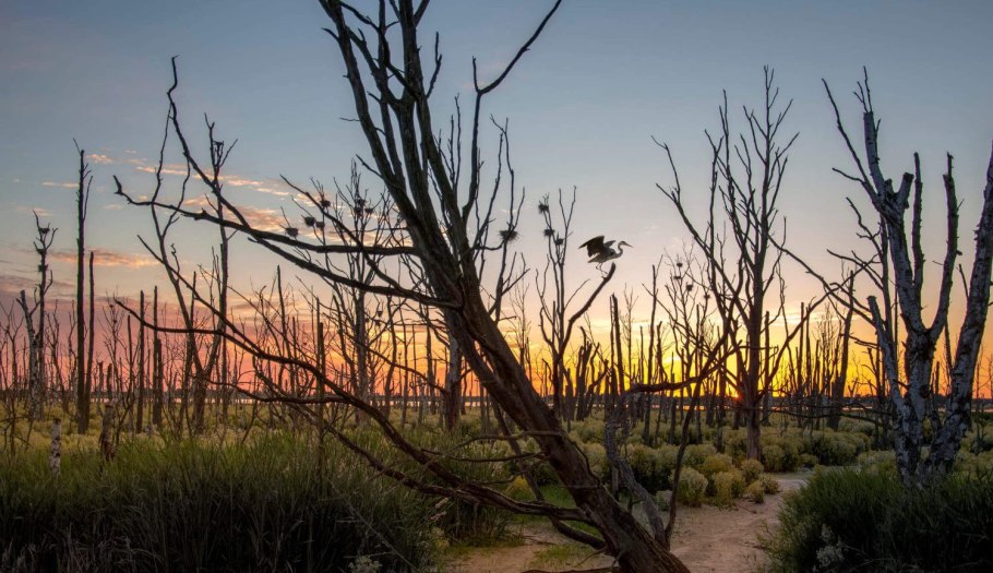 Краснокнижные растения Кузбасса гвоздика