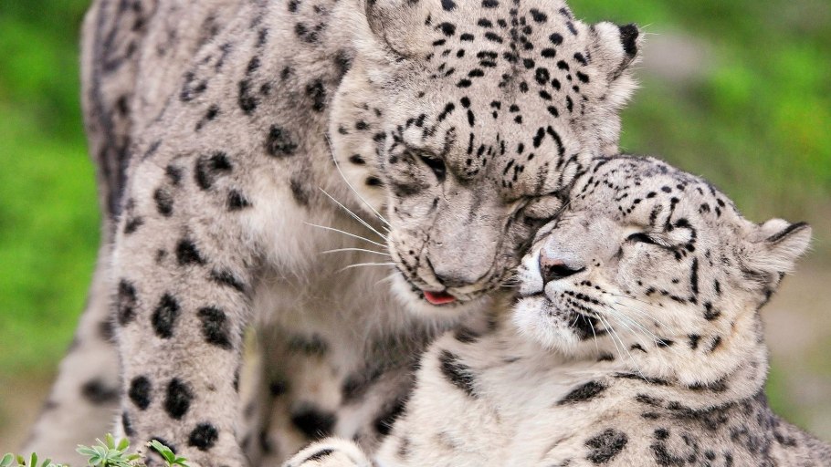 Растительный и животный мир