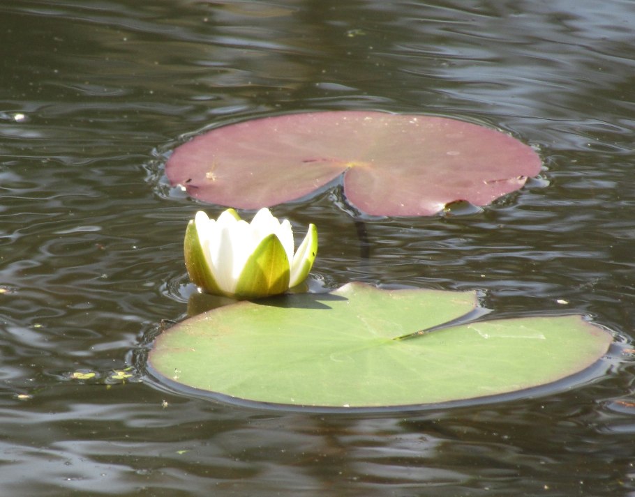 Кувшинка водяная лилия
