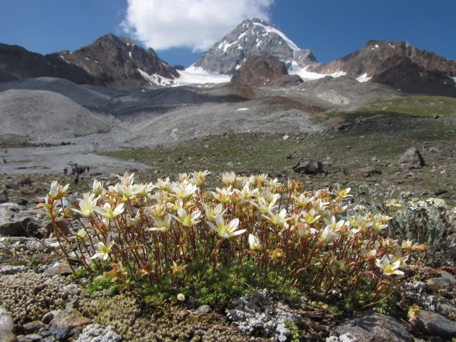 Патагонский Пингвин