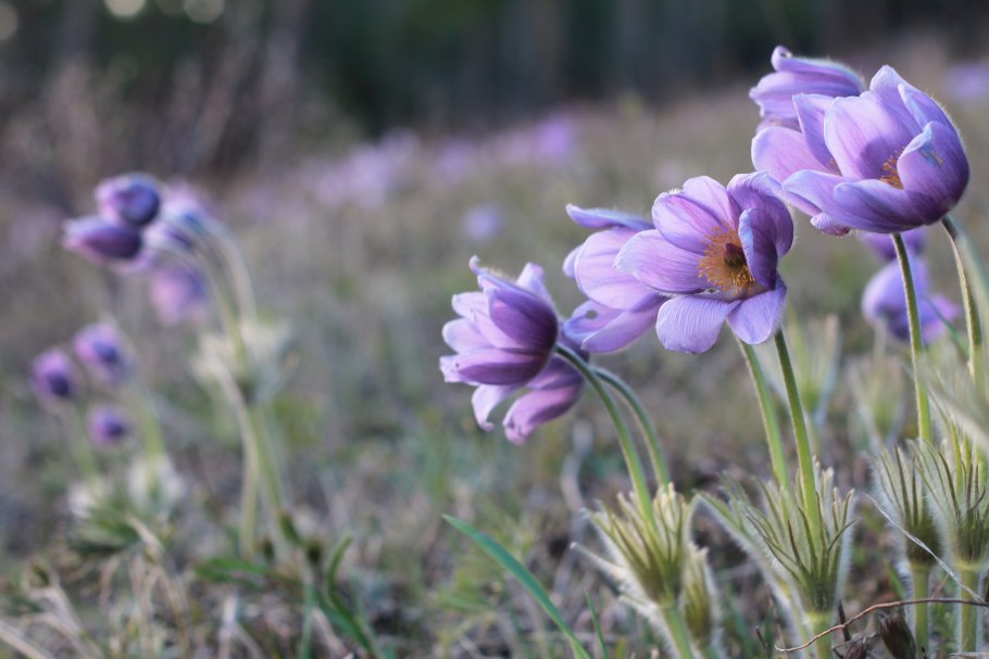 Лютиковые подснежники