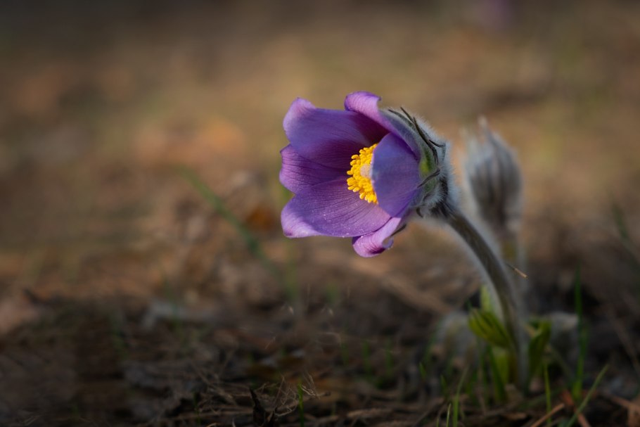 Цветок Миякея