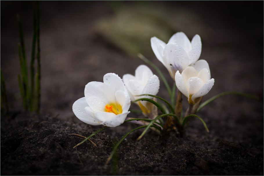Miyakea integrifolia