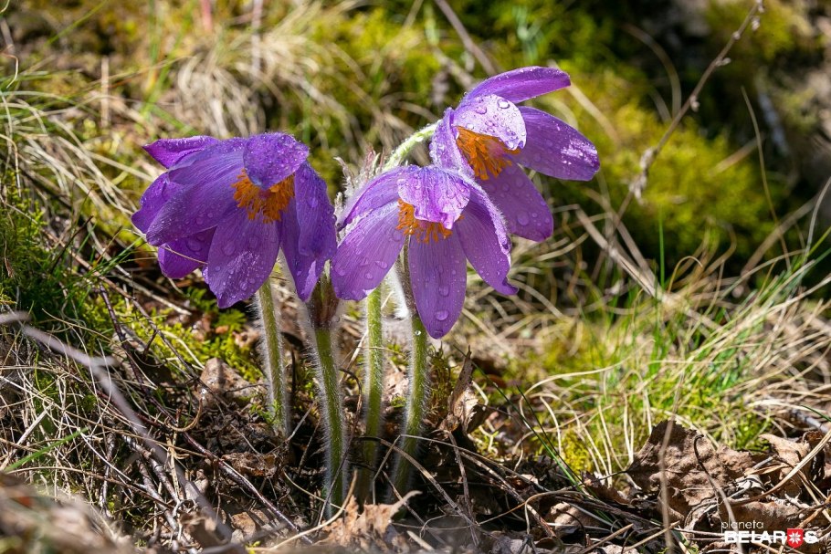 Тюльпан эндемик Кавказа