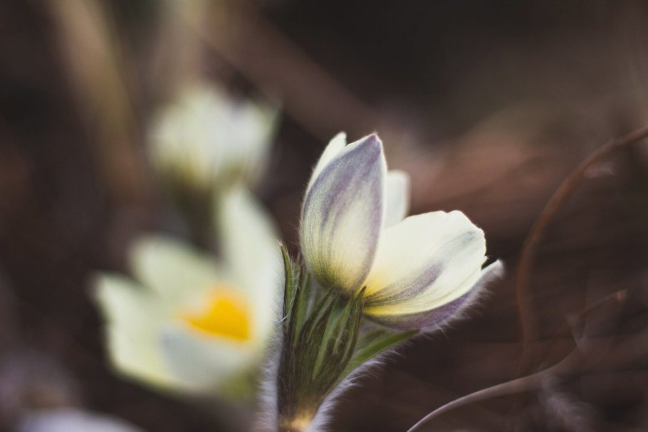 Первоцветы необычные