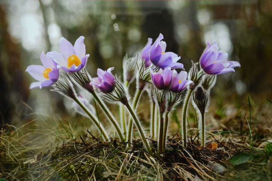 Прострел широкоцветный