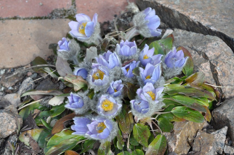 Миякея цельнолистная