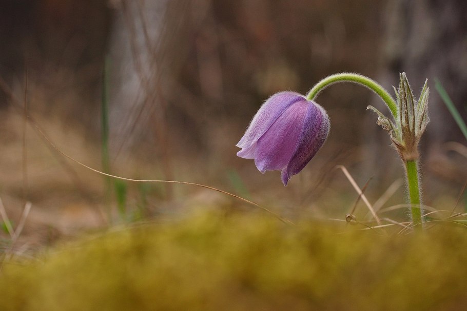 Миякея широкие картинки