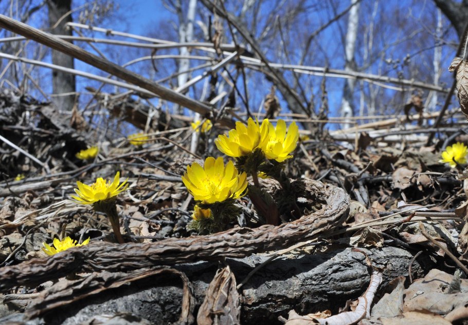 Прострел Татеваки