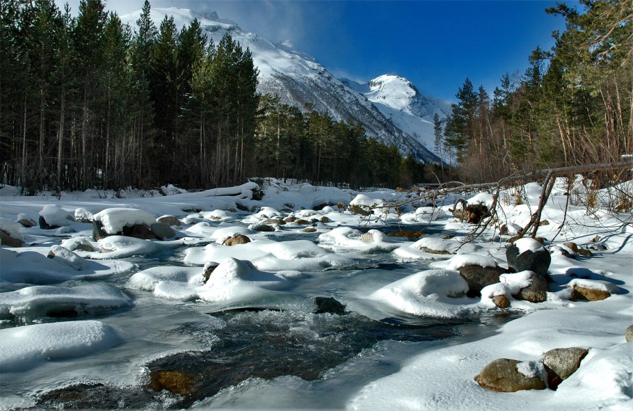 Красная книга России растения сон трава Подснежник