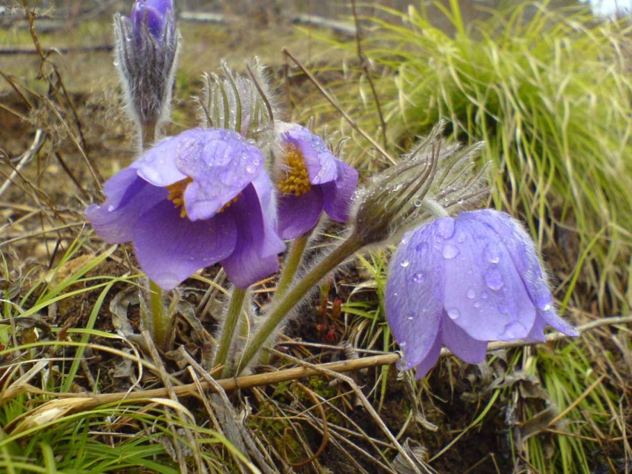Прострел Луговой семена