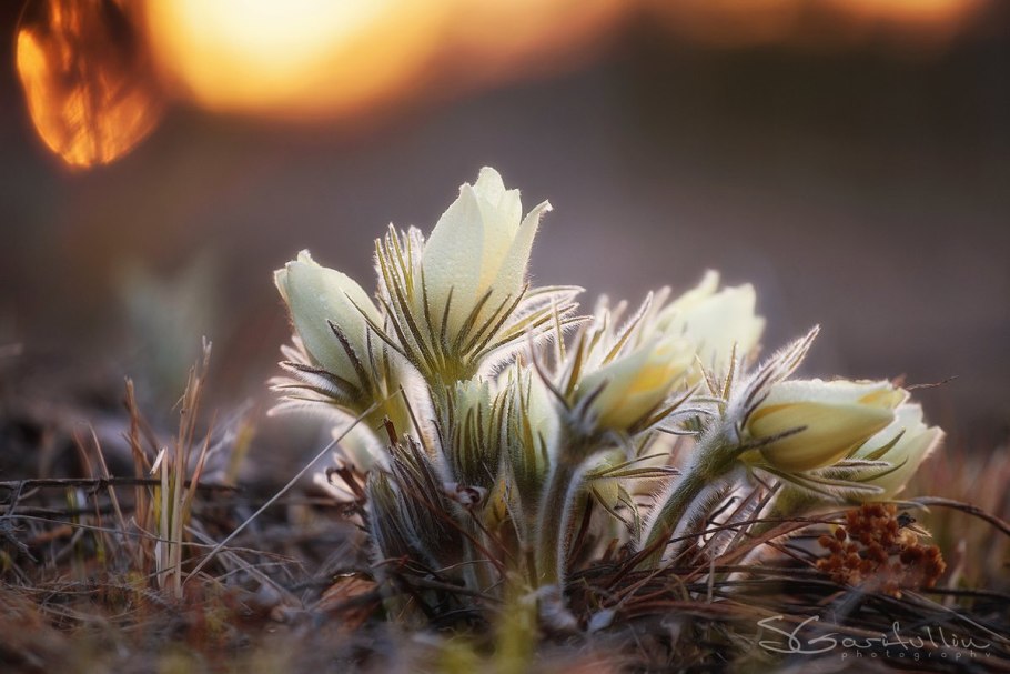 Ломонос цельнолистный цветок