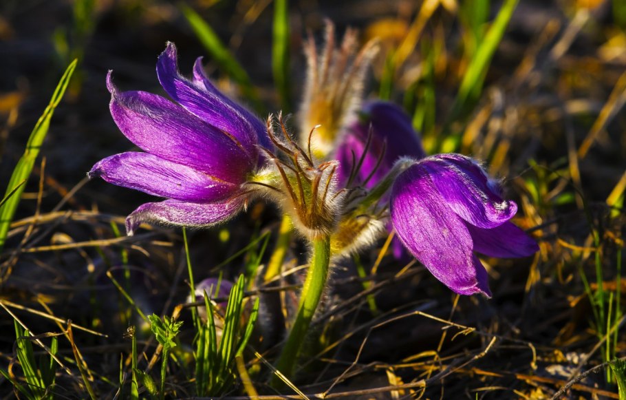 Кандык сибирский подснежники
