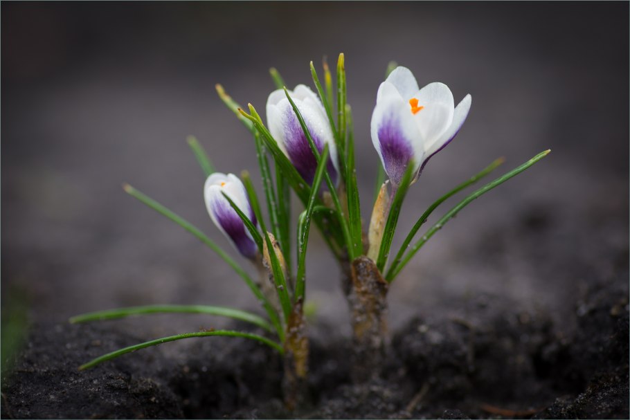 Миякея цельнолистная