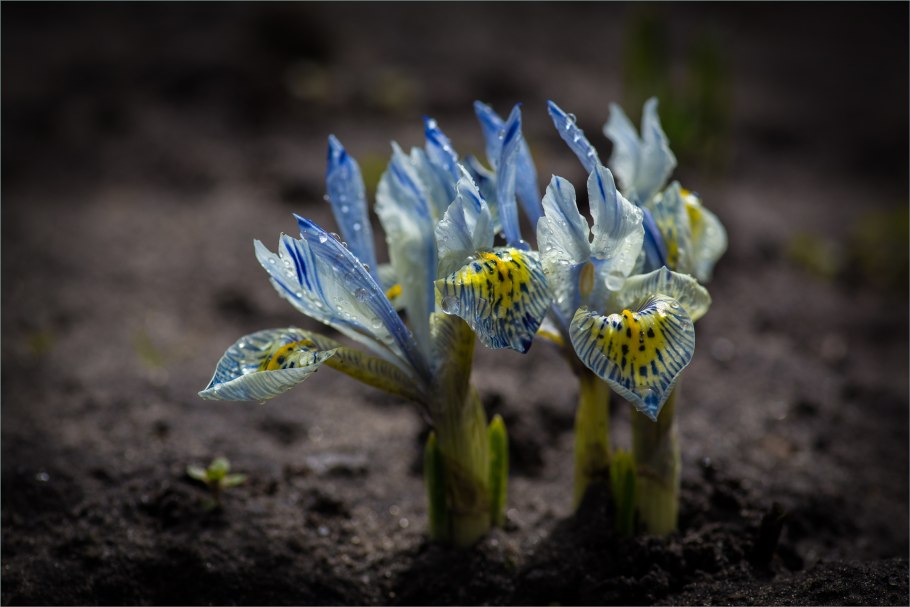 Клематис цельнолистный БЭЛЗ