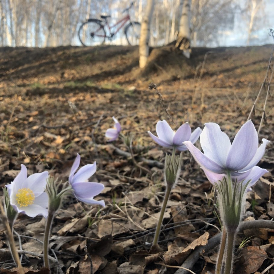 Миякея цельнолистная