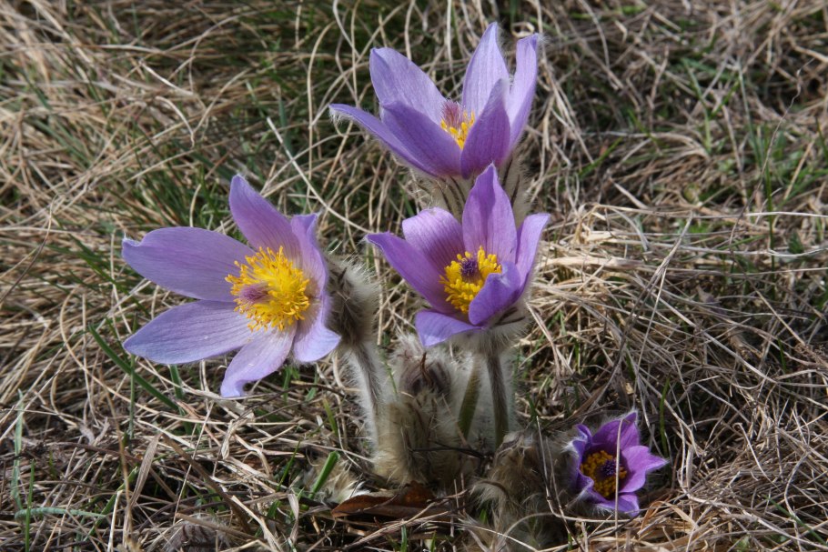 Подснежники на Чукотке