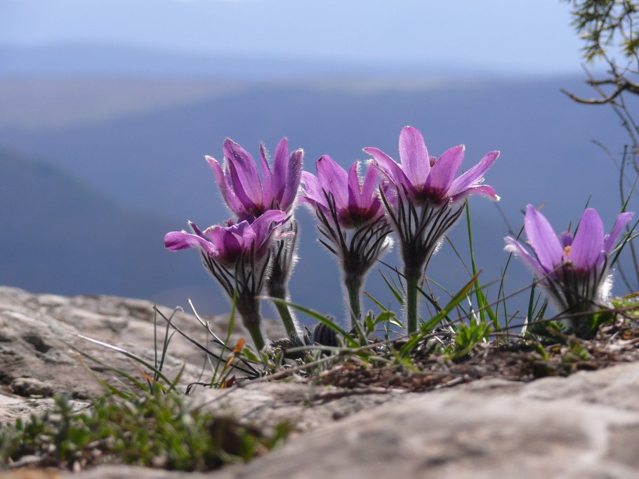Pulsatilla Grandis
