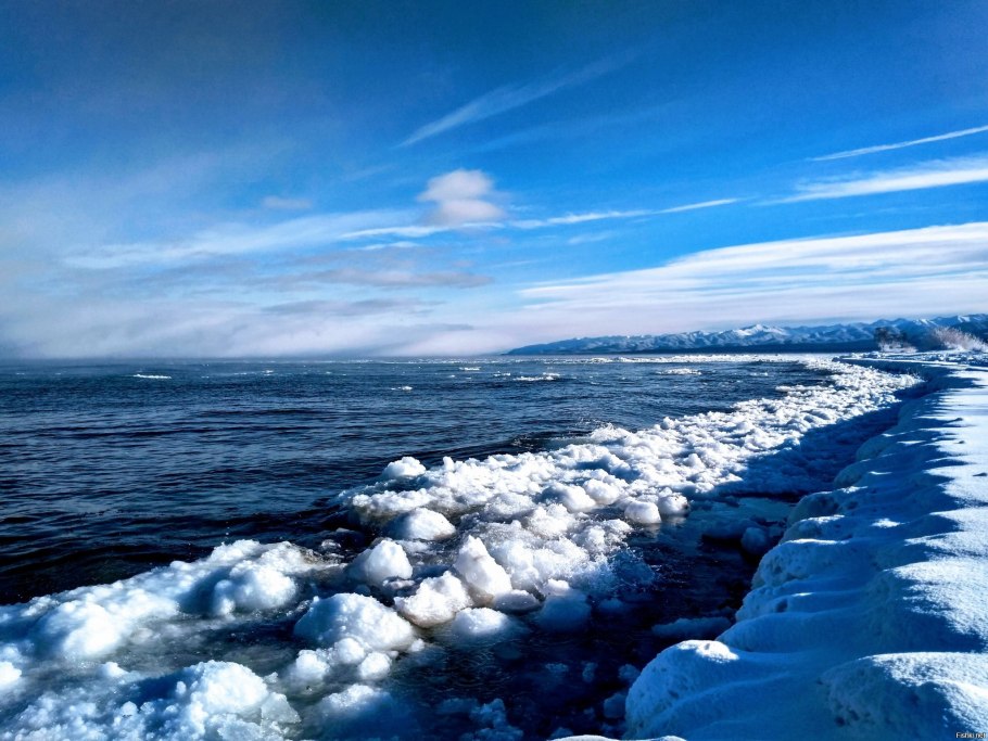 Прострел обыкновенный (Pulsatilla vulgaris)