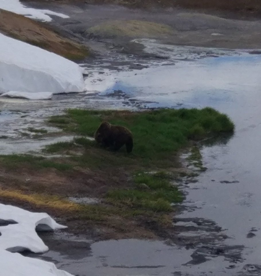 Веретеница цветок