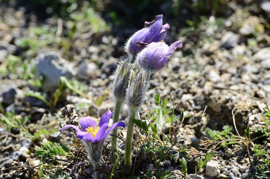Pulsatilla 200