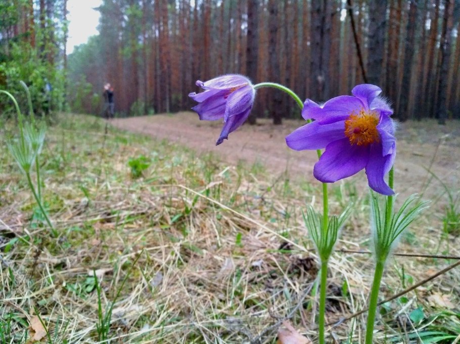 Дельфиниум синий