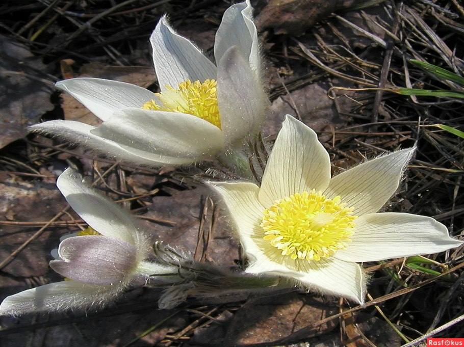 Monotropastrum humile