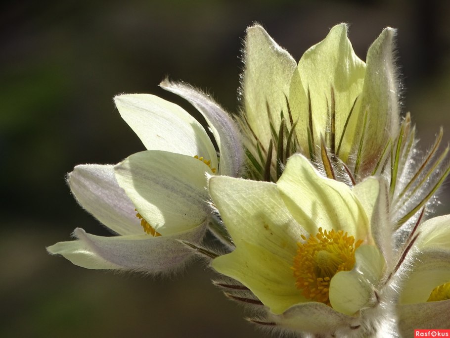 Подснежник прострел
