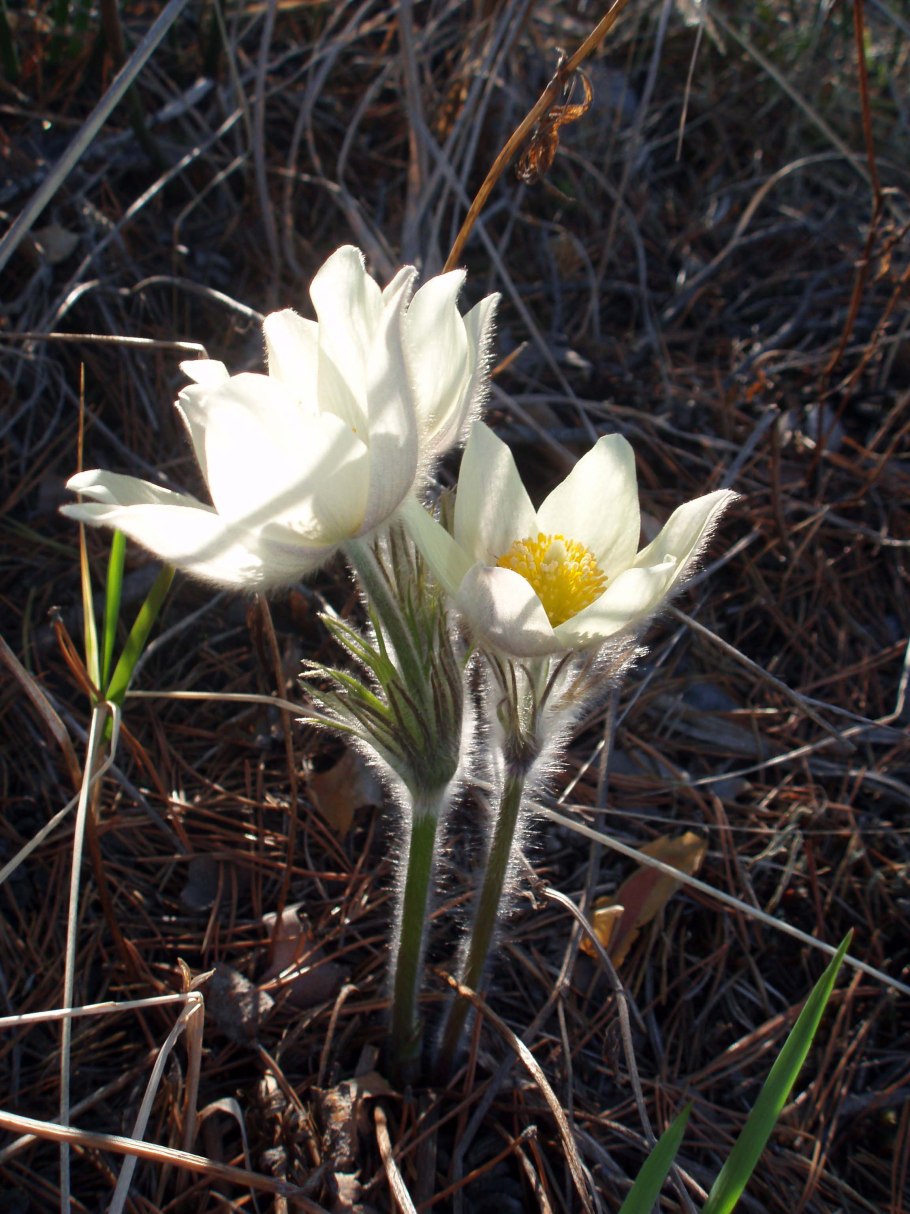 Цветок Миякея