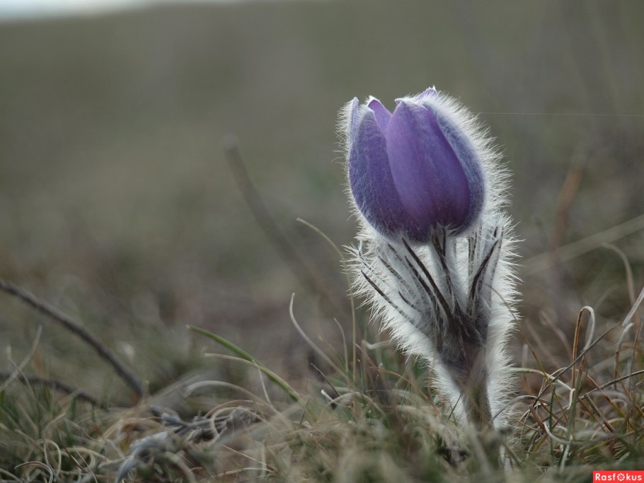 Миякея обои