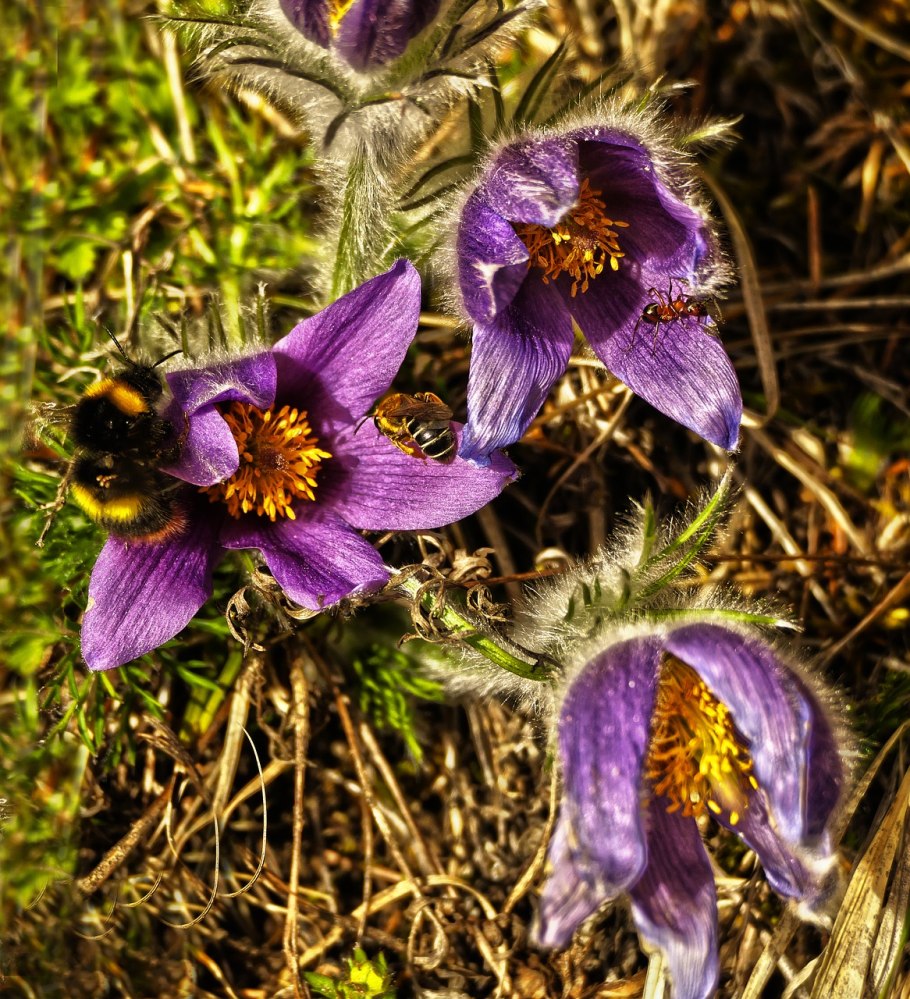 Фото Пульсатилла Грандис