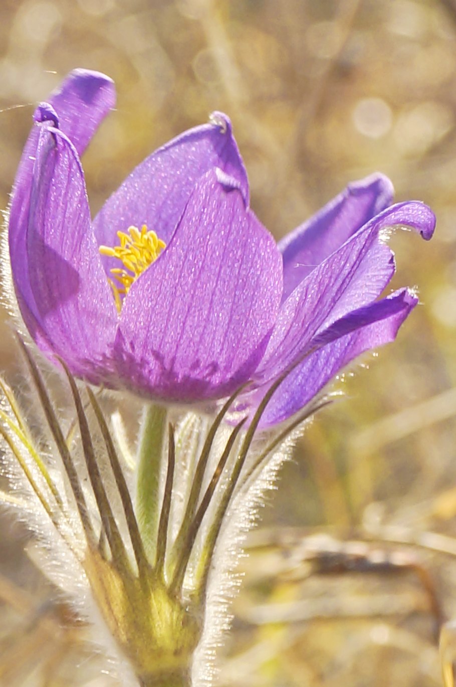 Ньургуьун сибэкки