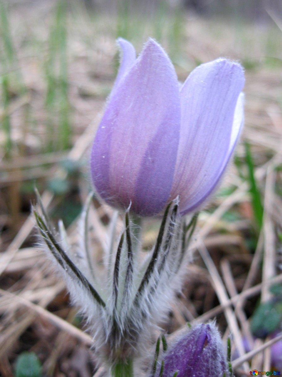 Первоцветы Забайкалья прострел сон трава