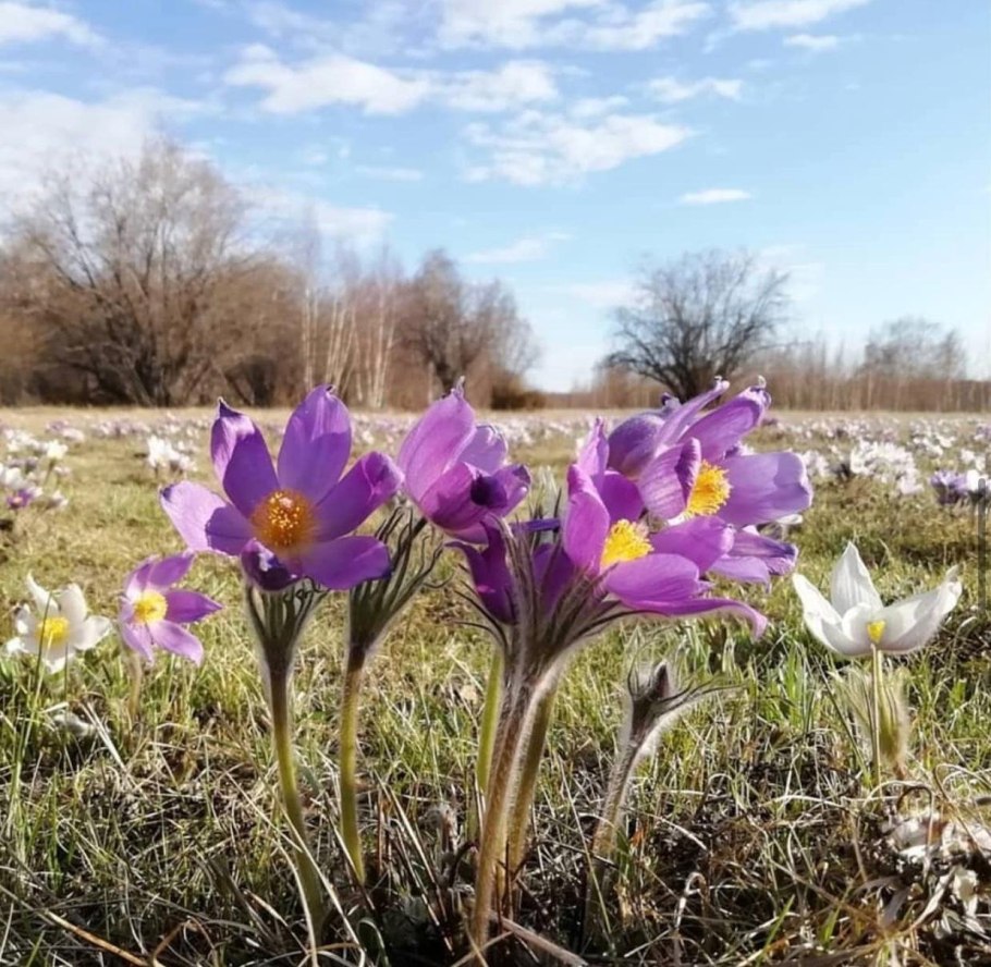 Цветы на камнях в дикой природе