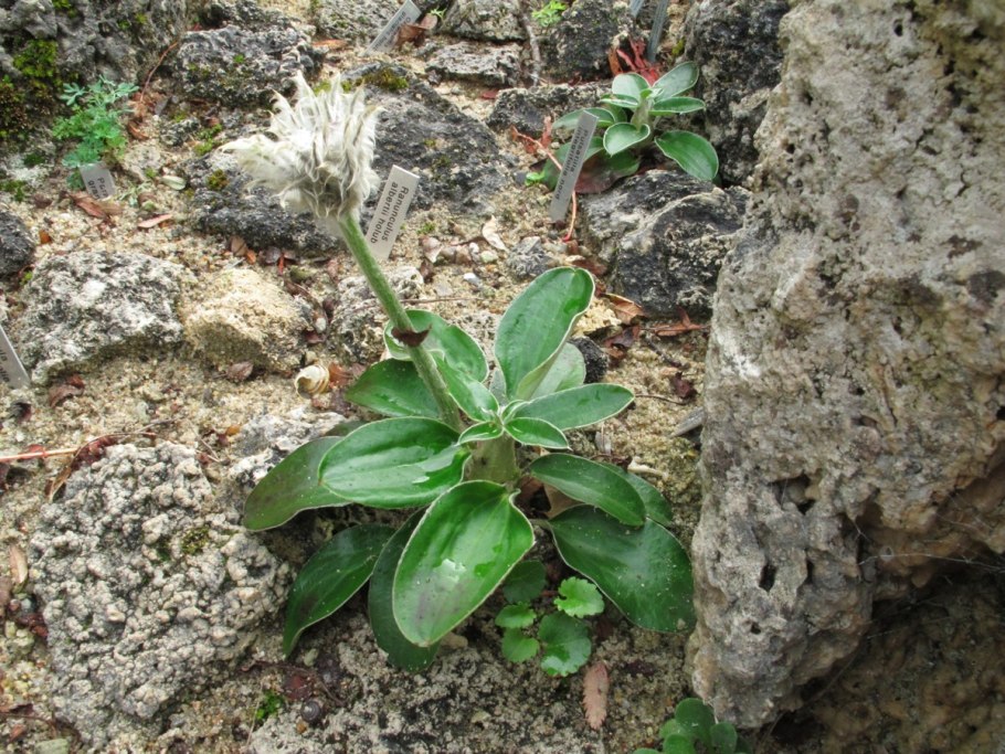 Pulsatilla Grandis f. Moravica