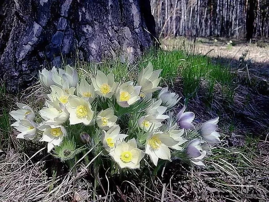 Фото Аисты на берегу моря