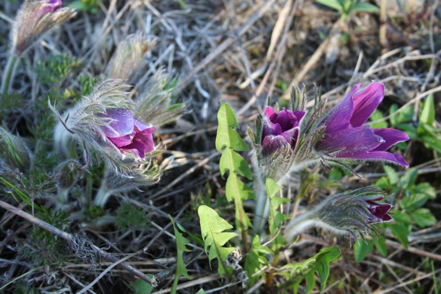 Pulsatilla bungeana
