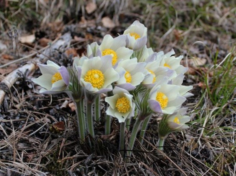 Зацвёл прострел цветок в лесу Курган фото 2022