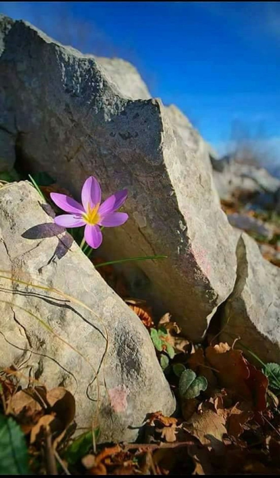 Прострел Сибирский