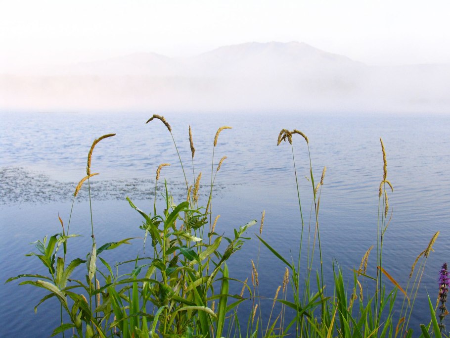 Ежёвик ежовик коралловидный