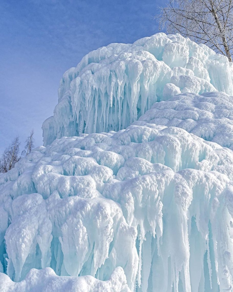 Прострел желтеющий (Сибирский Подснежник)