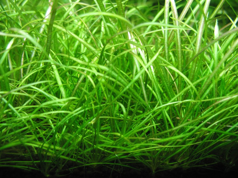 Echinodorus tenellus Эхинодорус тенеллус