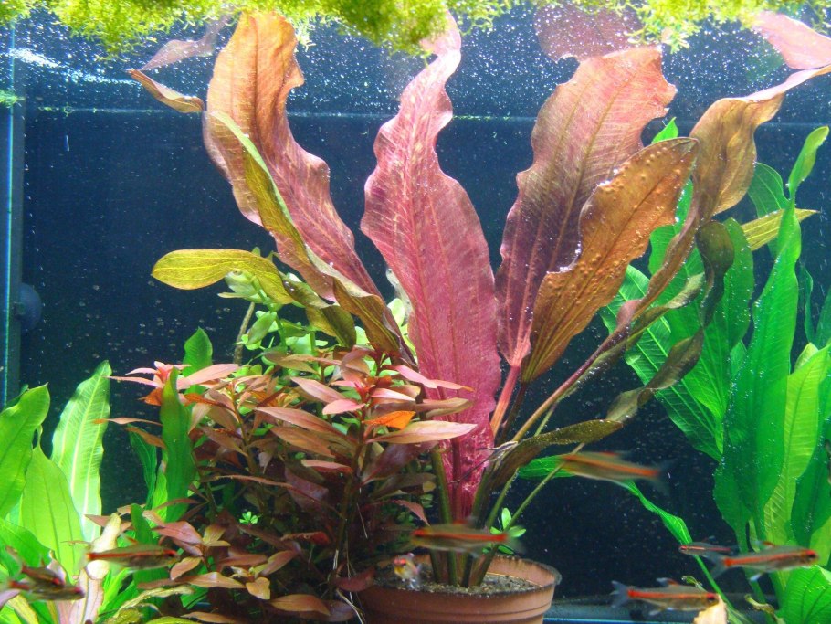 Эхинодорус тенеллус Рубра