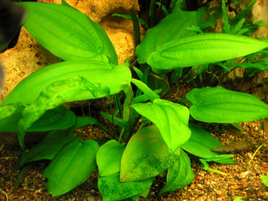 Эхинодорус нежный в аквариуме