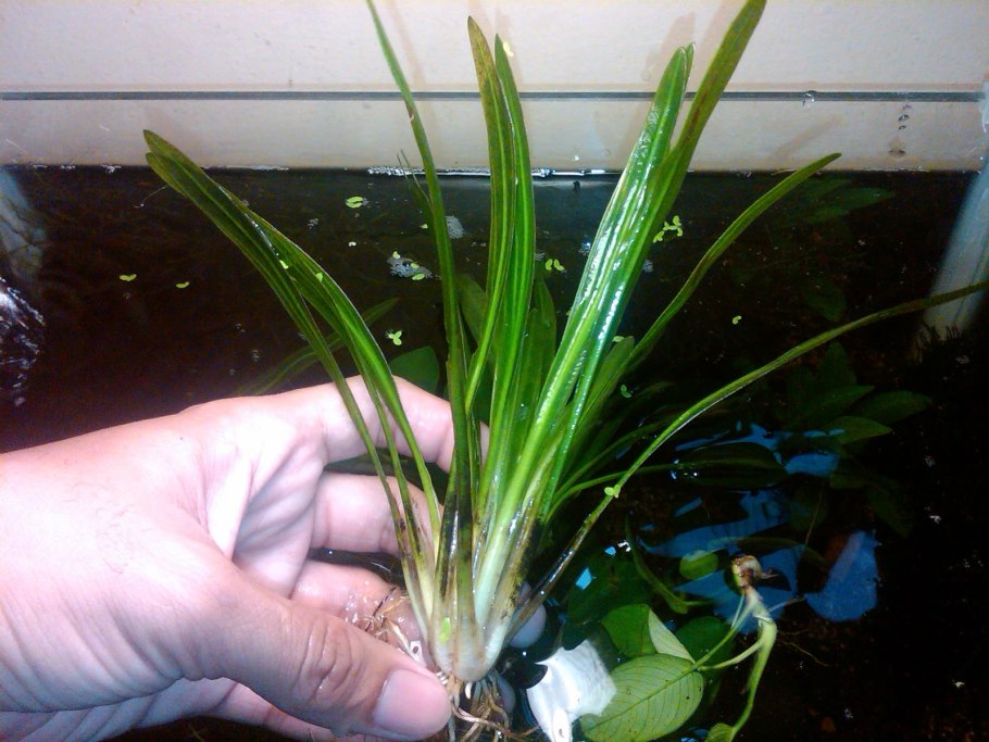 Эхинодорус нежный ( Сагиттария) -