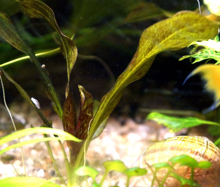 Эхинодорус огни Святого Эльма